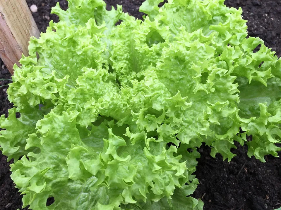 La Boccea Indivia Riccia Bio ortaggio fresco amarognola