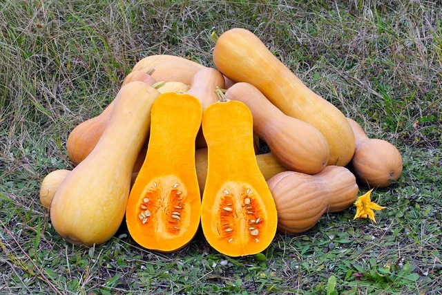 La Boccea Zucca Violina Bio 3 kg per Gnocchi