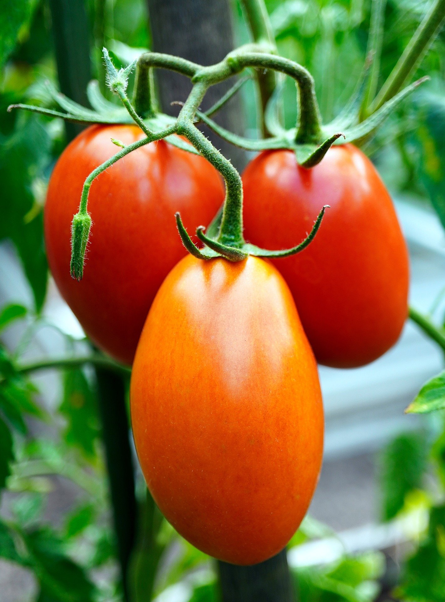 La Boccea Pomodoro San Marzano Bio da Sugo