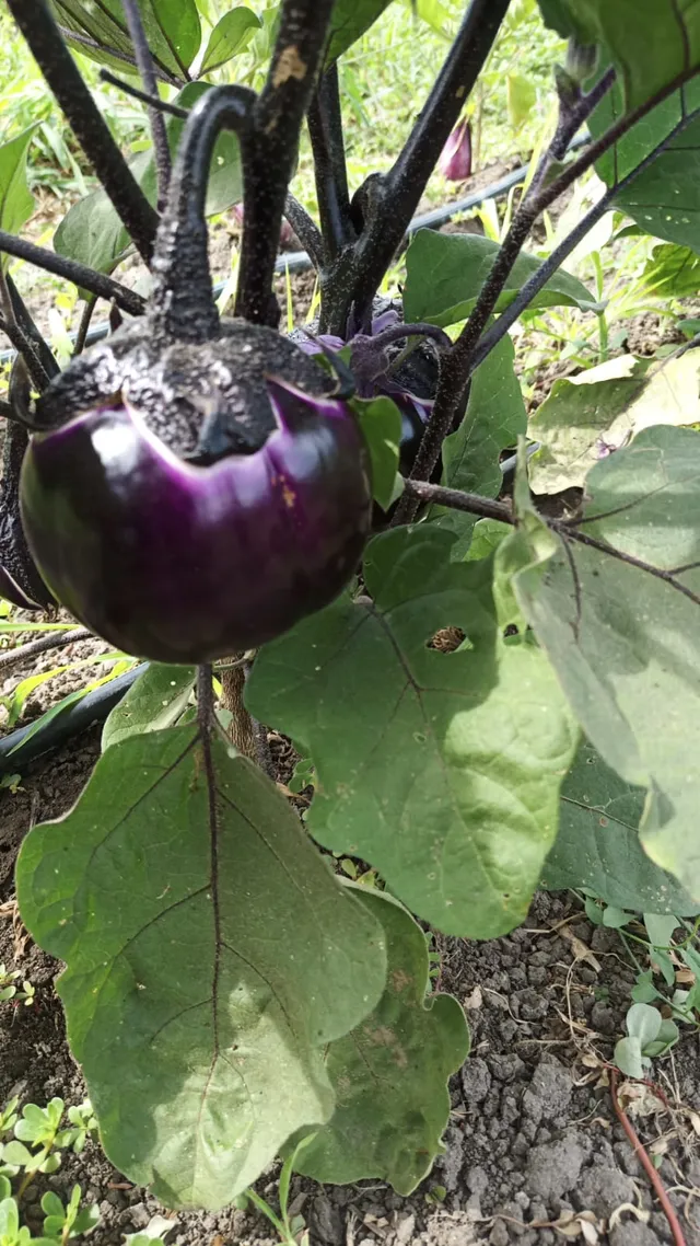 Azienda Agricola Biologica La Boccea Melanzana Tonda Viola Firenze Bio