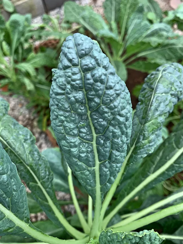 La Boccea cavolo nero bio da zuppa invernale