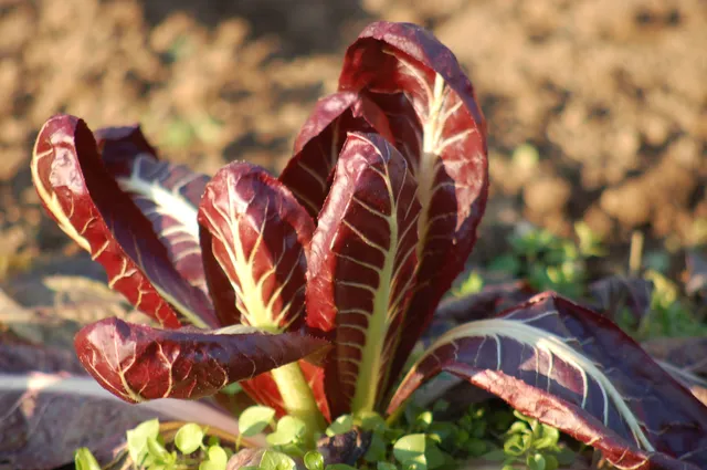 La Boccea Radicchio Treviso Bio da Insalata
