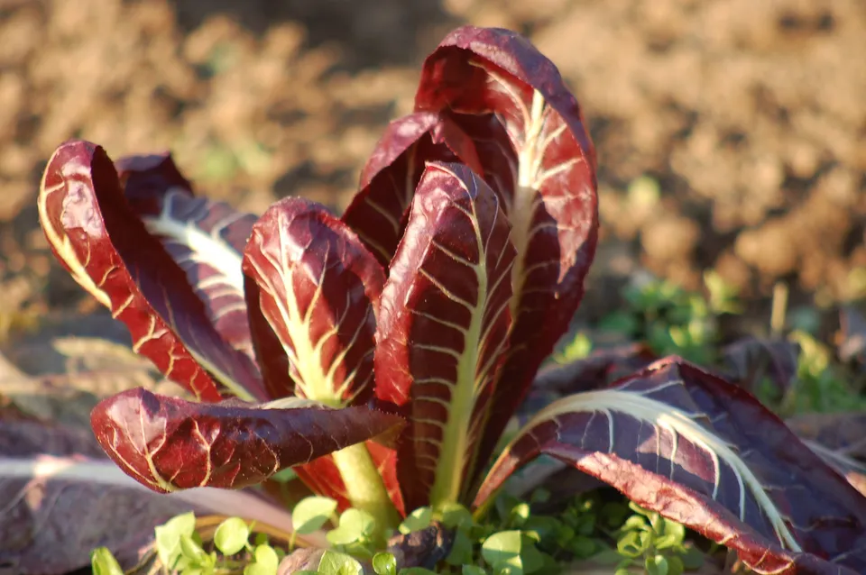 La Boccea Radicchio Treviso Bio da Insalata