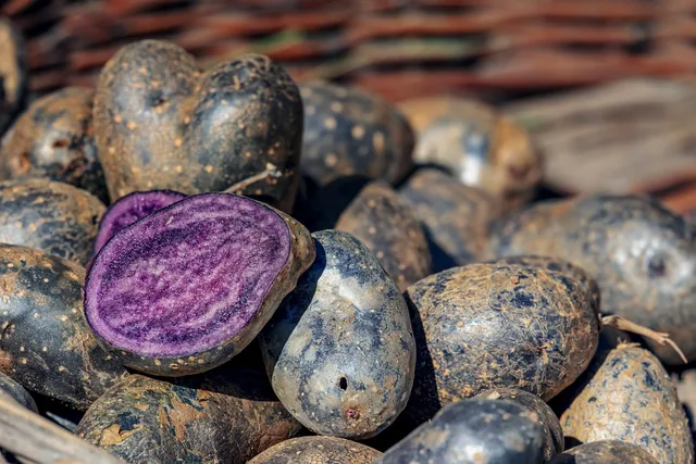 La Boccea Patate Blue Star Bio Viola Farinose