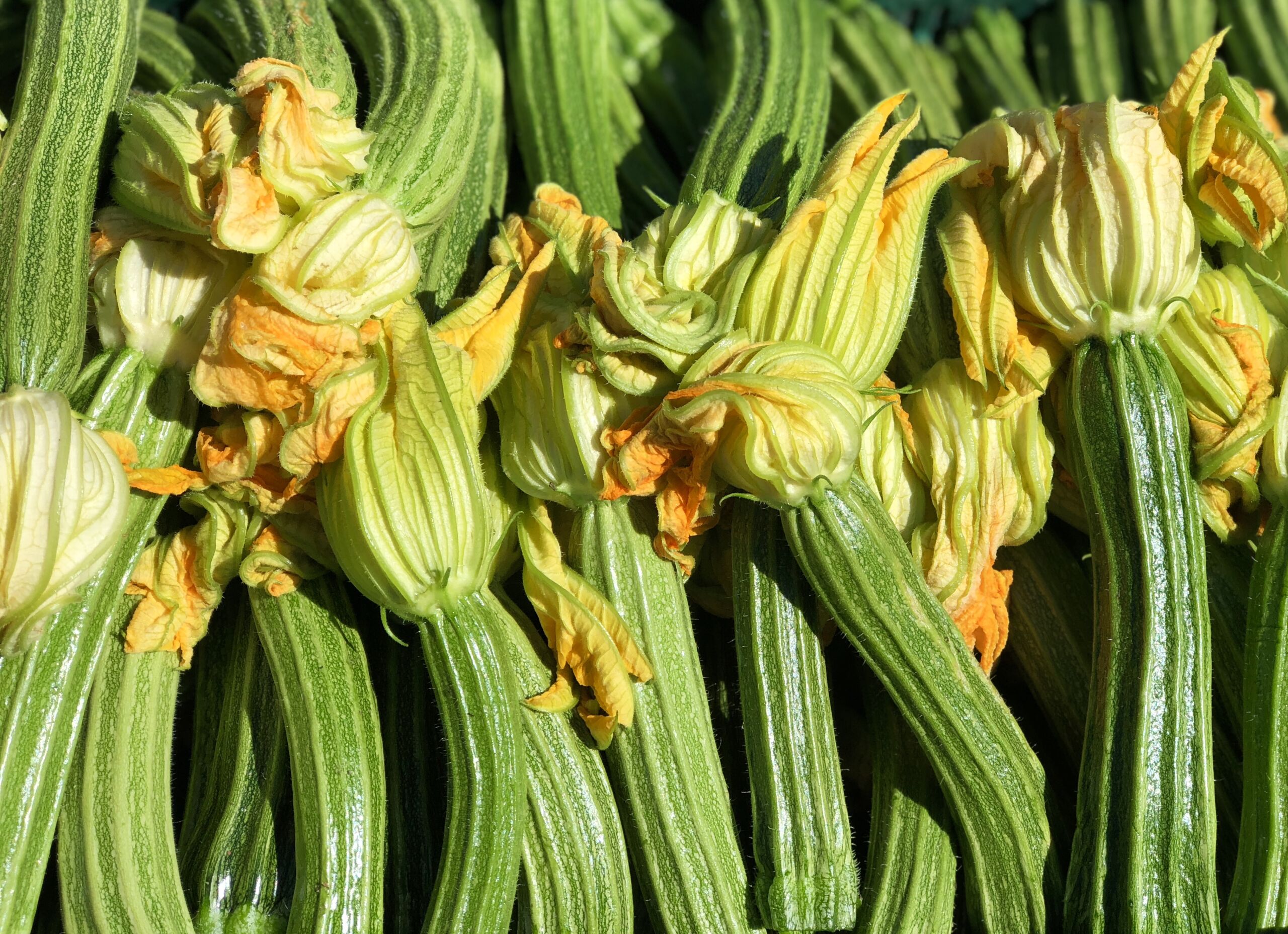 La Boccea Zucchine Romanesche bio 3 kg ipocaloriche