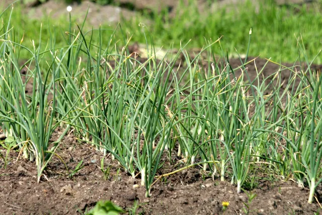 La Boccea Gardos aglio bio fresco da orto italiano