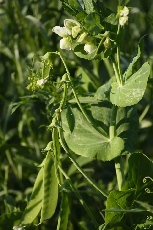 La Boccea Mezza Rama Biondo piselli freschi bio digeribili