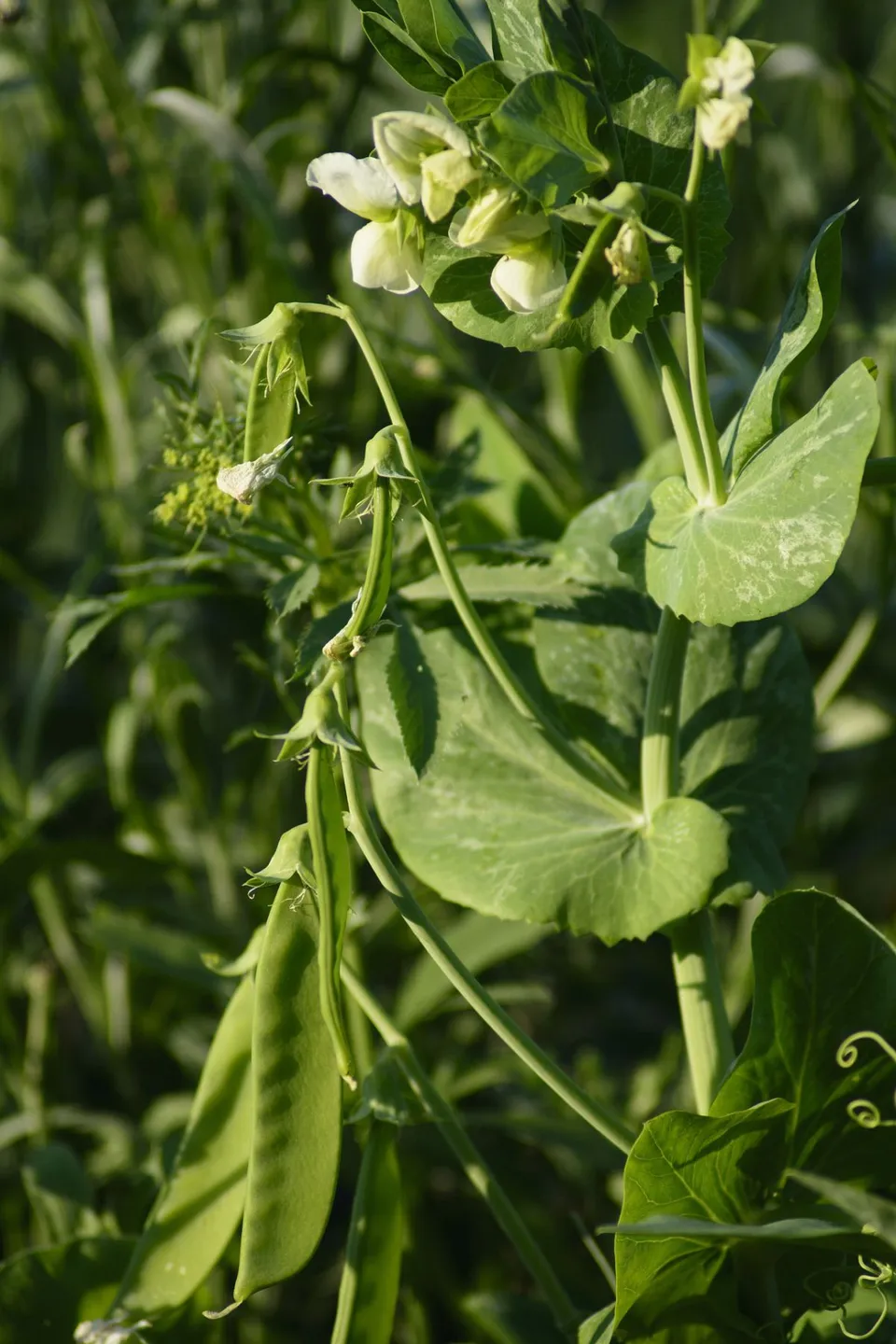 La Boccea Mezza Rama Biondo piselli freschi bio digeribili
