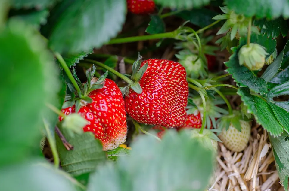 La Boccea Fragole Bio Frutta Fresca Dolce