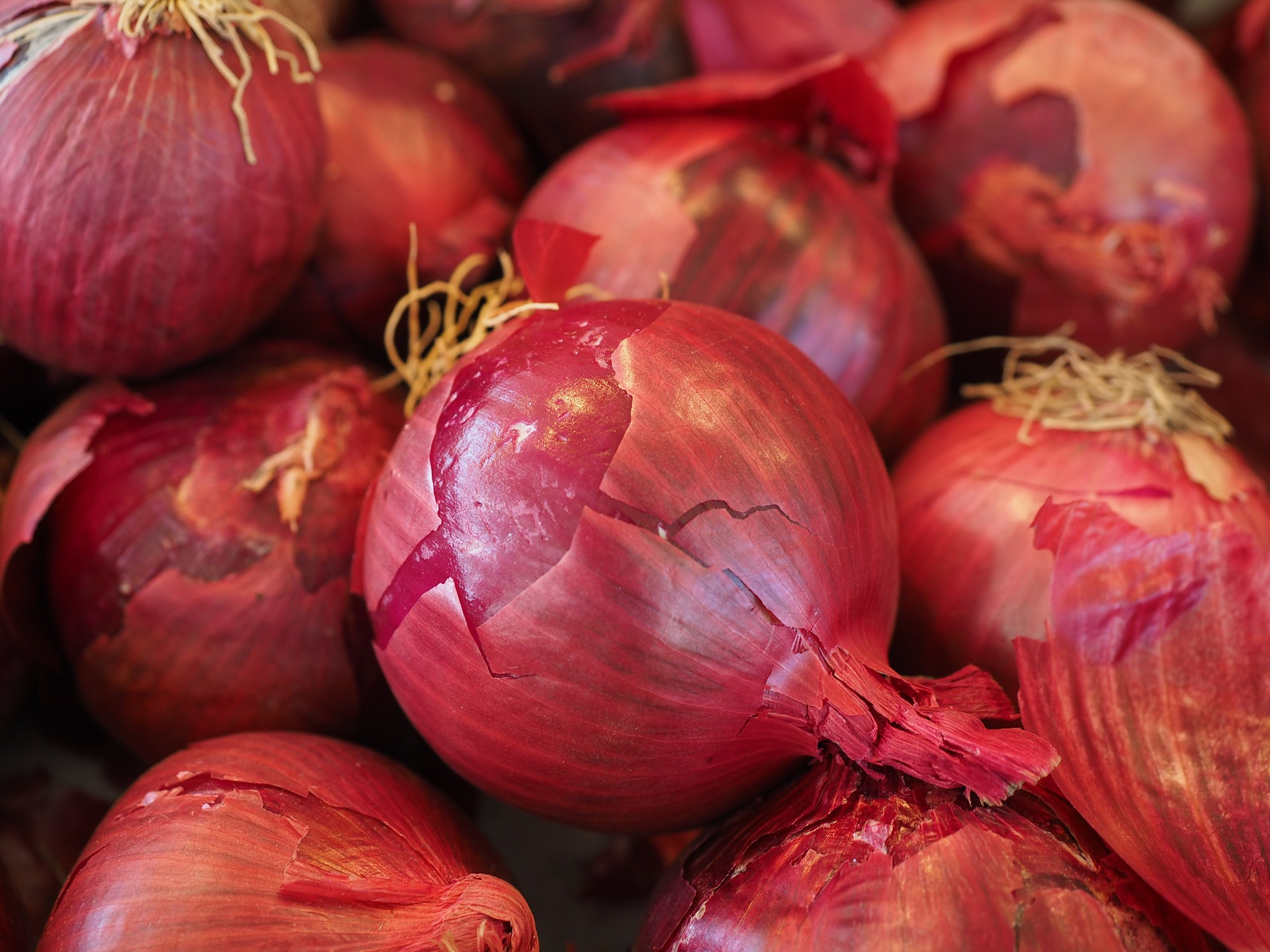 La Boccea cipolla rossa Tropea bio dolce