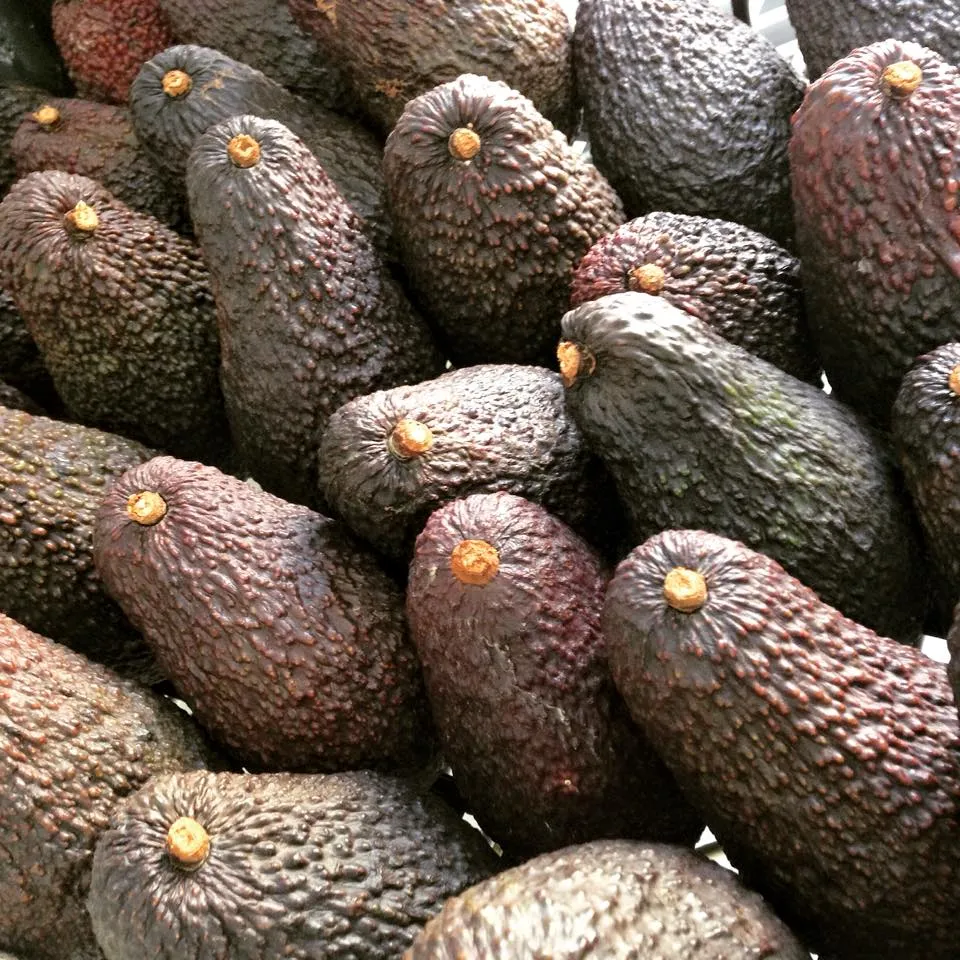 Calabrialcubo Avocado Hass bio al kg da maturare