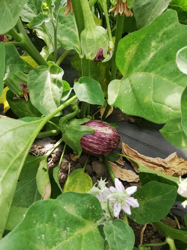La Boccea Melanzana Striata Bio ortaggio fresco striata