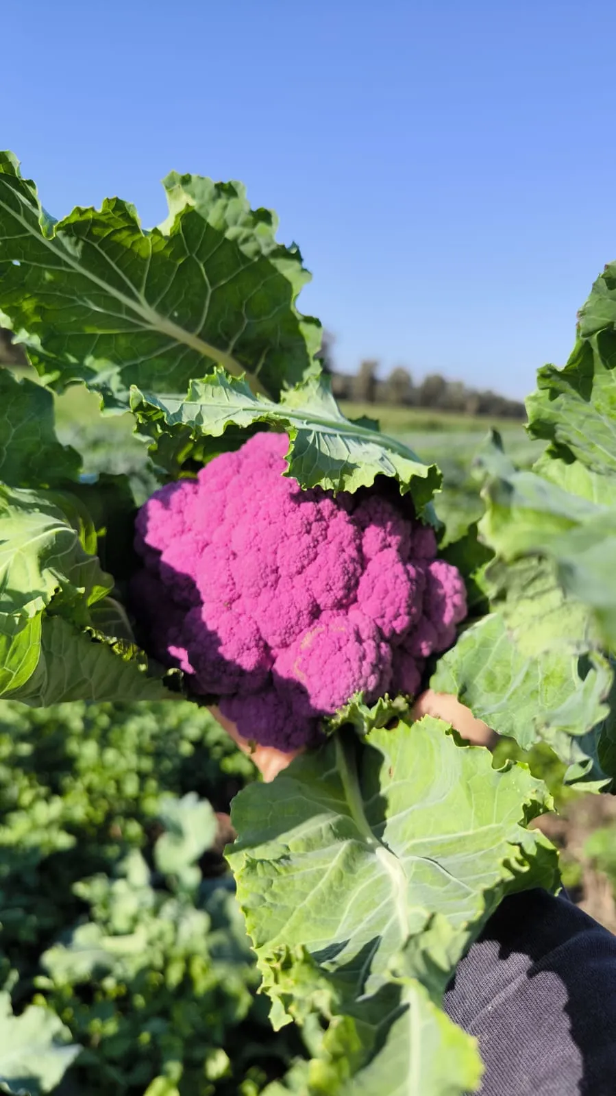 La Boccea Viola cavolfiore fresco bio ipocalorico