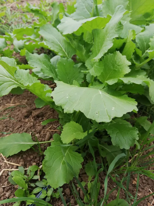 La Boccea Broccoletto Cime di Rapa verdura