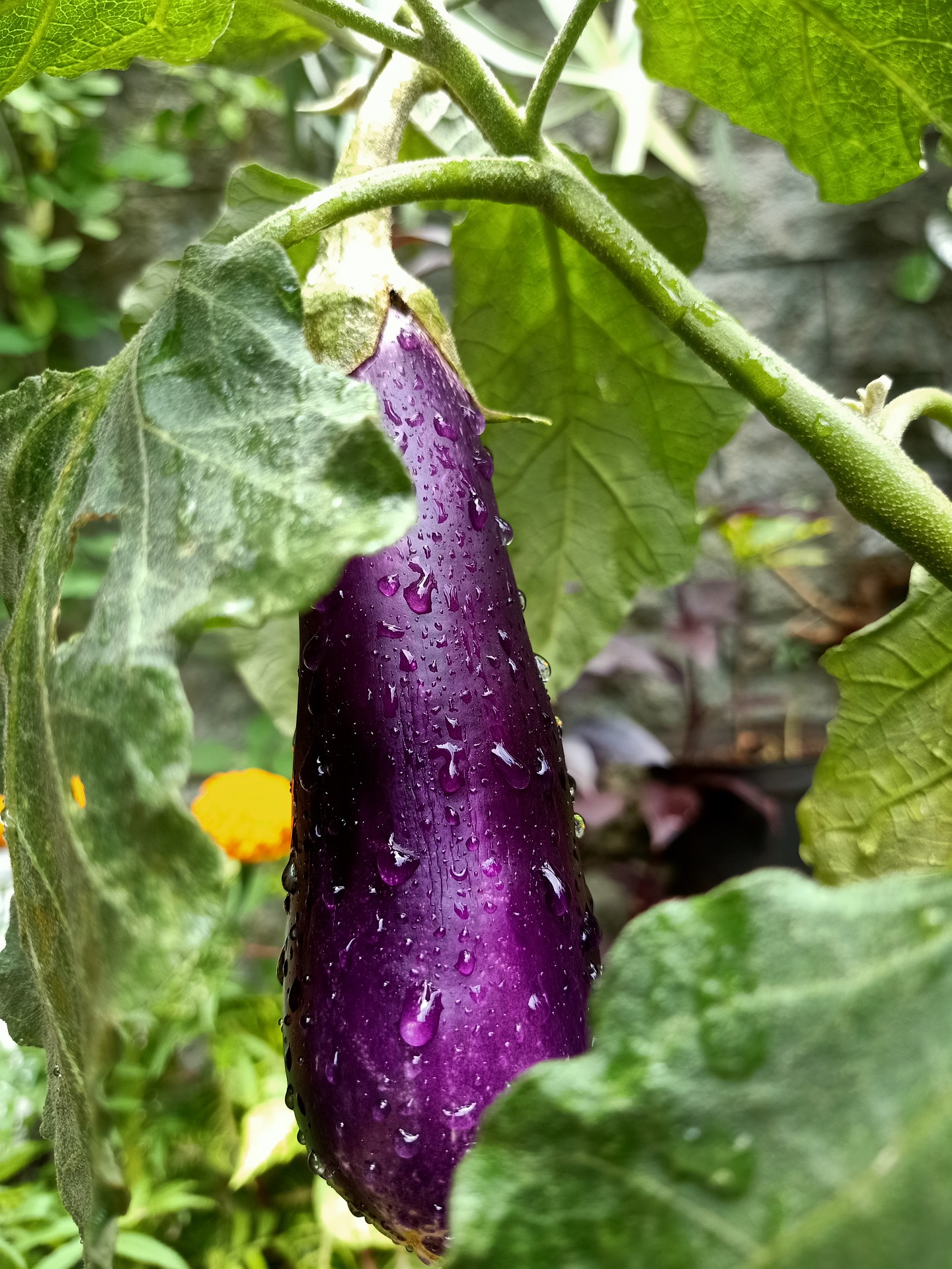 Azienda Agricola Biologica La Boccea Melanzana Lunga Nera Giralda Bio