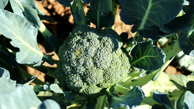 La Boccea Cavolo Broccolo Ramoso Bio fresco