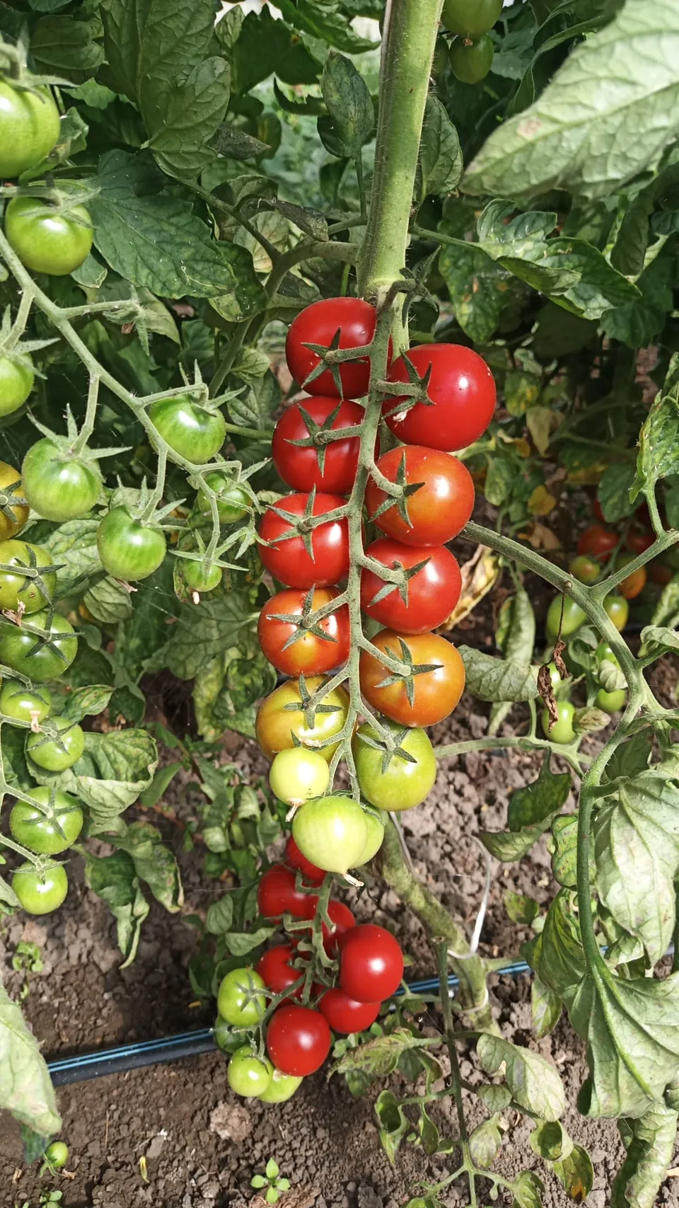 Azienda Agricola Biologica La Boccea Pomodoro Ciliegia Principe B. Bio