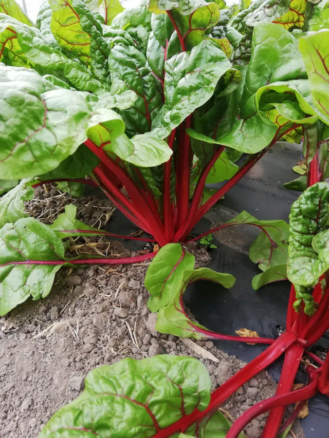 Azienda Agricola Biologica La Boccea Bieta Rossa Rubra Chard Bio