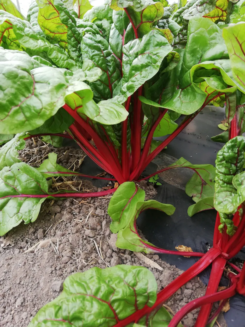 Azienda Agricola Biologica La Boccea Bieta Rossa Rubra Chard Bio