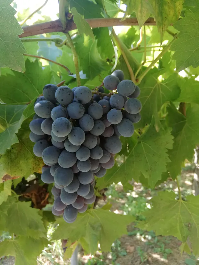 La Boccea Uva nera frutta fresca bio