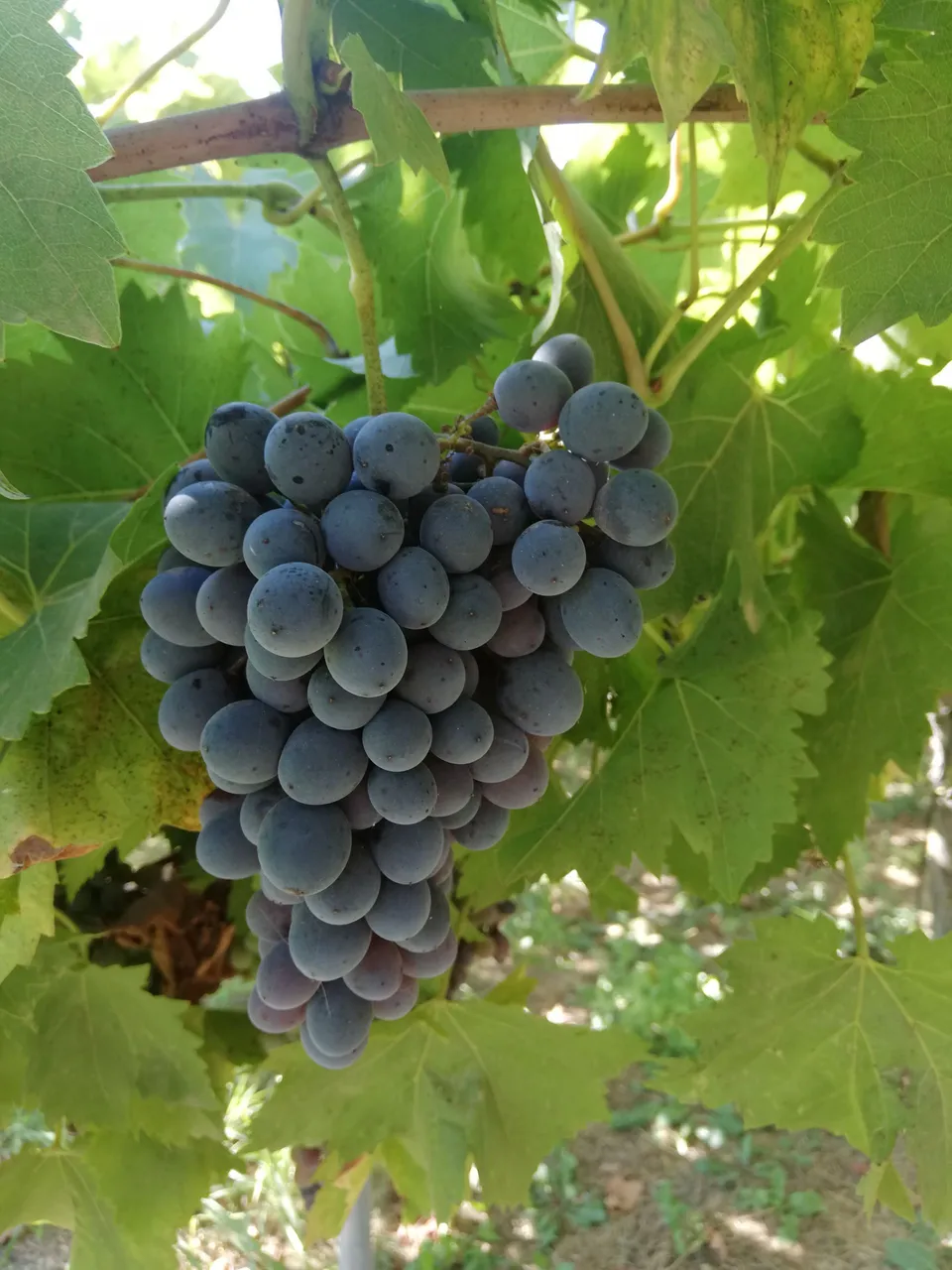 La Boccea Uva nera frutta fresca bio