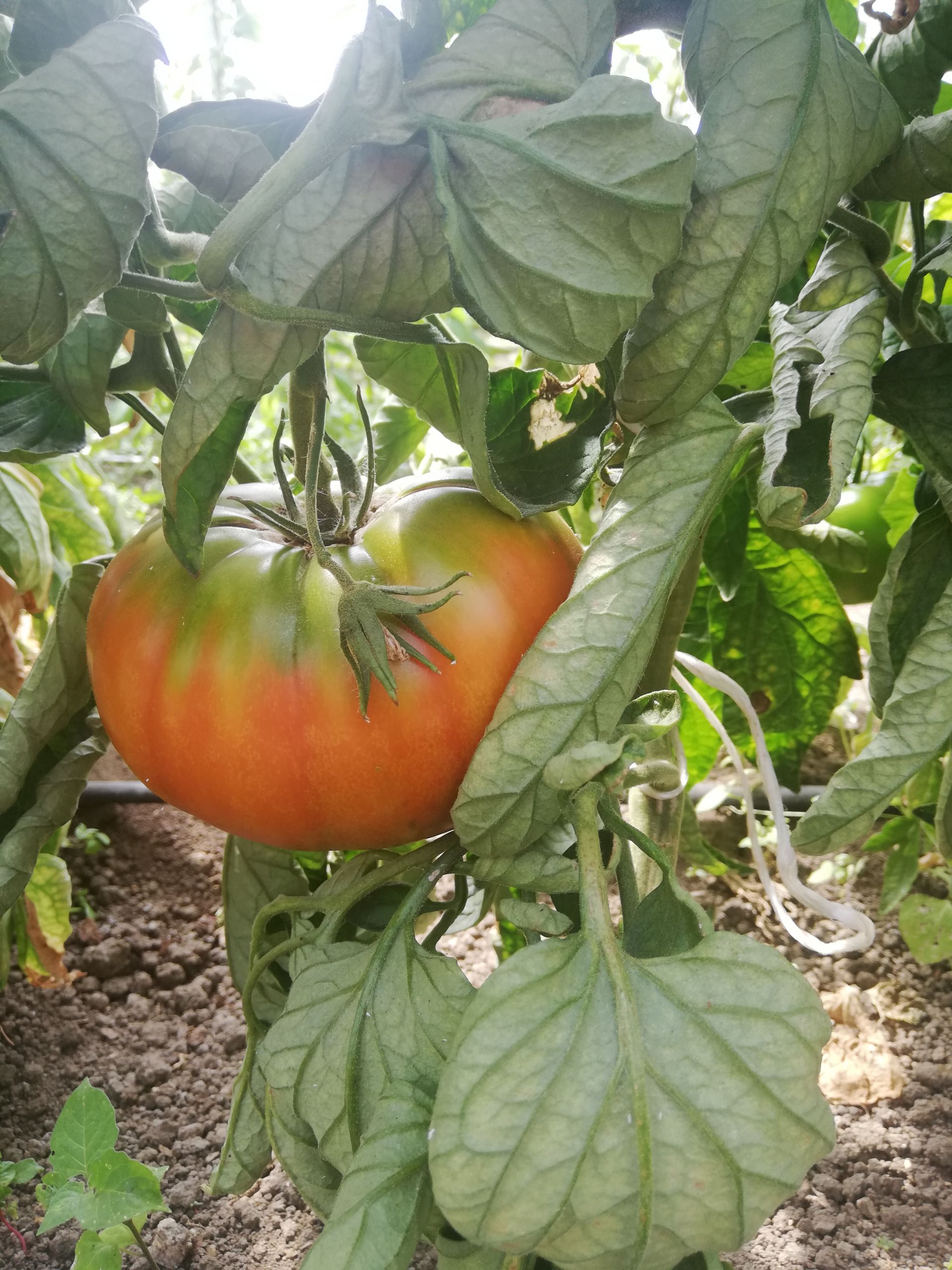 La Boccea Pomodoro Pantano Bio da insalata