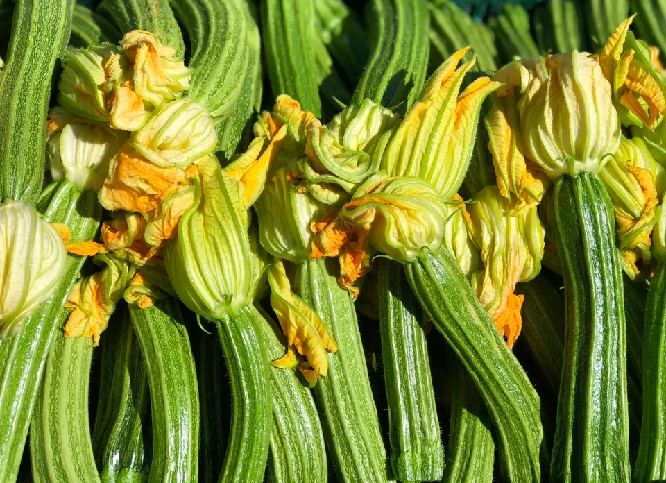 La Boccea Zucchino Romanesco bio ortaggio fresco ipocalorico