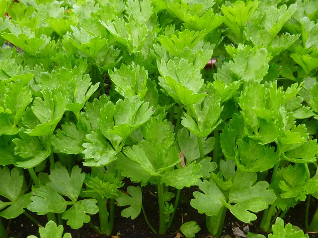 La Boccea sedano bio fresco verde da crudo